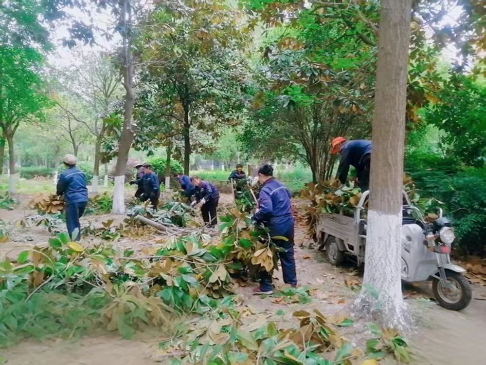 修枝剪叶护安全，扮靓家园筑宜居 ——金域豪庭绿化焕新记